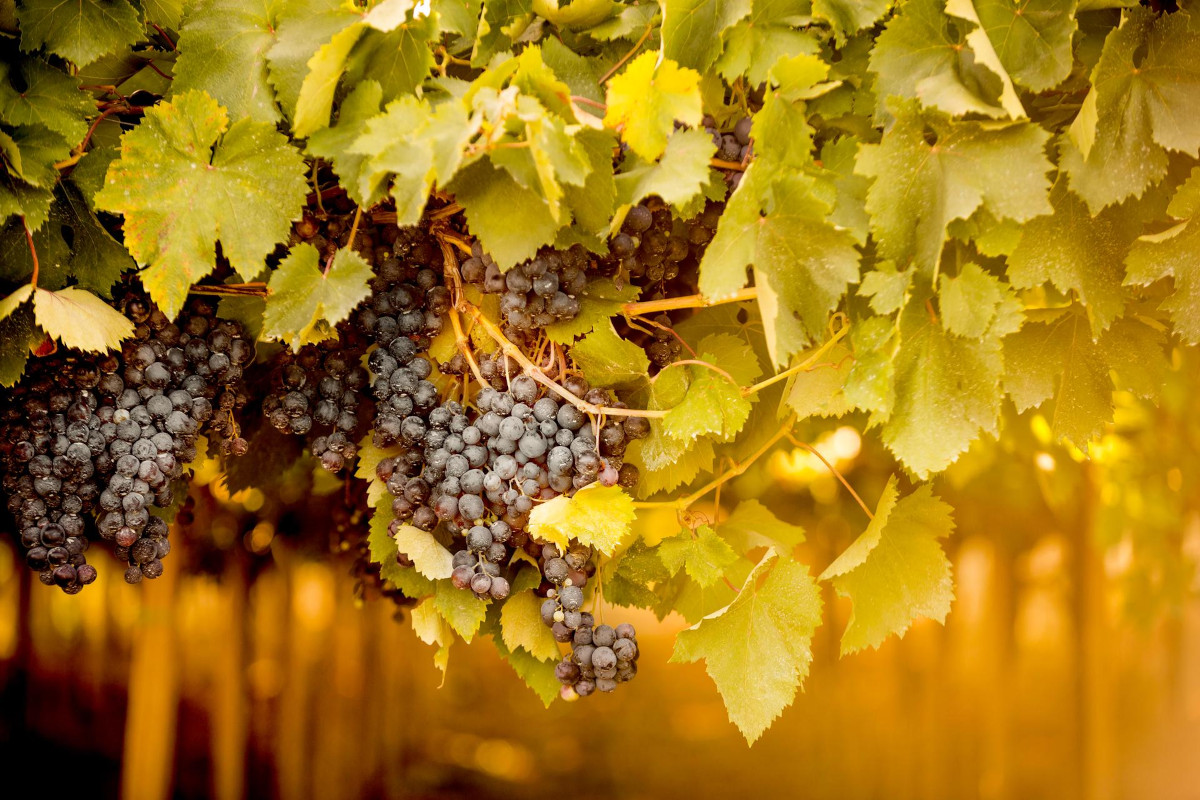 Guerra del Montepulciano: Cordisco nel registro dei sinonimi